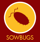 Sowbugs
