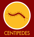 Centipedes