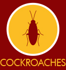 Cockroaches