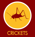 Crickets