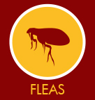 Fleas
