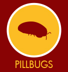 Pillbugs