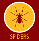 Spiders